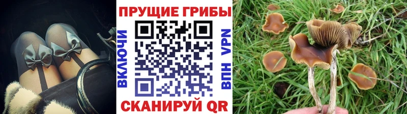 Псилоцибиновые грибы Magic Shrooms  продажа наркотиков  Новозыбков 